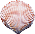 Small decorative shell